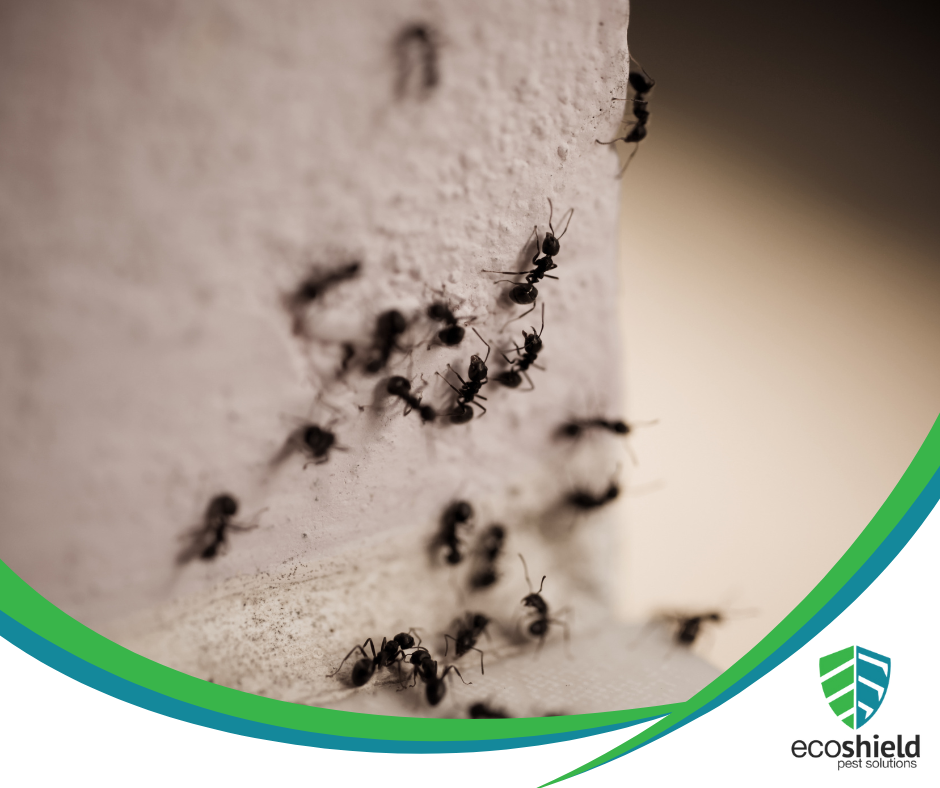 How Long Do Ants Live?